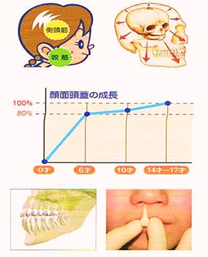 顔面頭蓋の成長